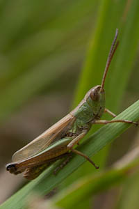 Chorthippus parallelus